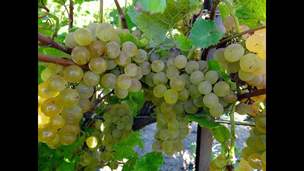 Crystal grape. Виноград плодовый Кристалл. Сорт винограда Кристалл. Виноград (Vitis) Кристалл. Виноград технический Кристалл.