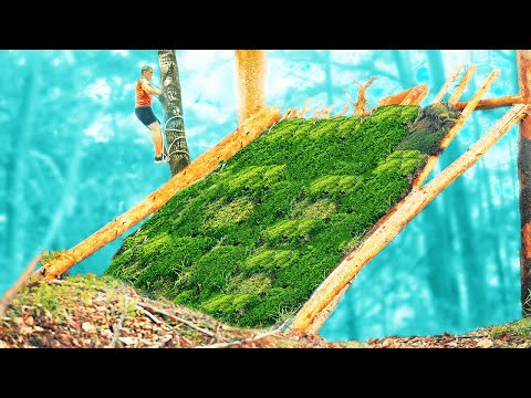 Видео: Можете ли вы усилить свой лес?