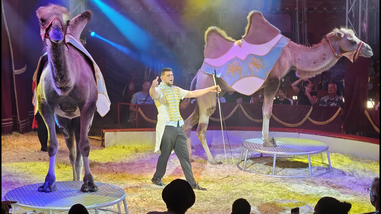 Circus Bossle in Zeeuws-Vlaanderen | Omroep ZVL