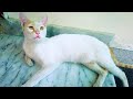 Zeus Cat relaxing video|Cat cleaning himself after a bath|