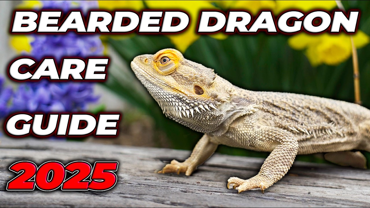 Bearded Dragon Complete Care Guide 2025