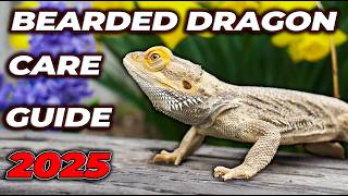 Bearded Dragon Complete Care Guide 2025