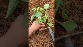 Hand Hoe Tool Simplifies Vegetable Seedling Transplanting 🌱 Perfect Root Setting