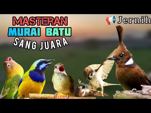 🔴MASTERAN MURAI BATU SANG JUARA || CUNGKOK || cililin || katem || jenggot || lovebird class=