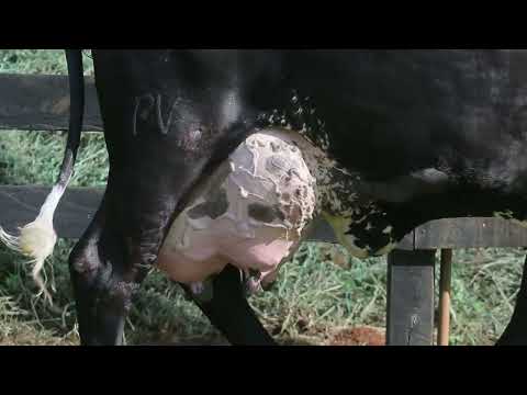 LOTE 20 MARISTA FIV DA PAVANA 7751CE