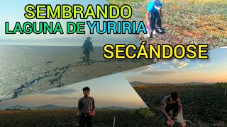 Laguna De Yuriria Secándose  y sembramos  maíz  #laguna #yuriria  #mexico