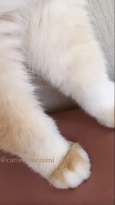 What is this? 🐾 #shorts #fyp #tiktok #neko