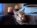 PETS' REACTION TO GOPRO