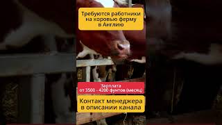 Сменить страну — легко! Начни с работы на ферме в Великобритании