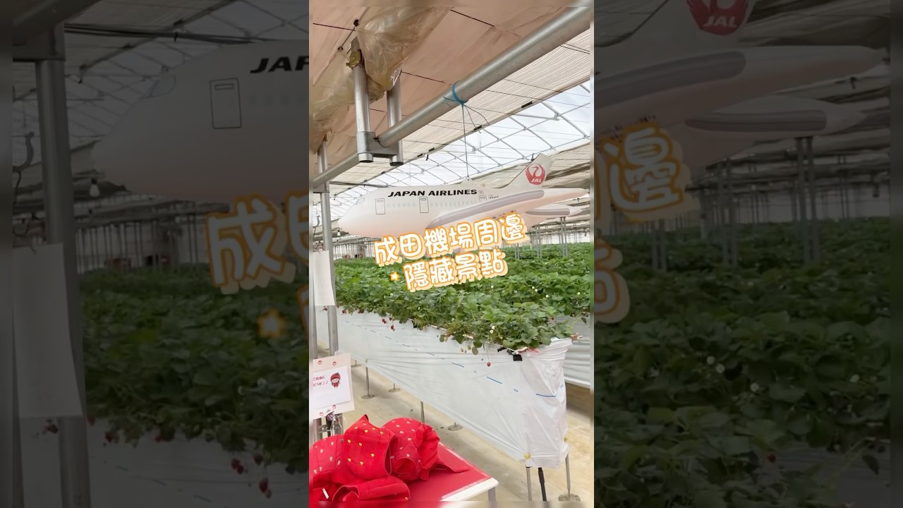 成田機場周邊隱藏景點|JAK日航集團經營的草莓吃到飽|30分鐘草莓放題~ 縮圖