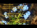 Forget-Me-Not --- The Secret Flower for Radiant, Youthful Skin