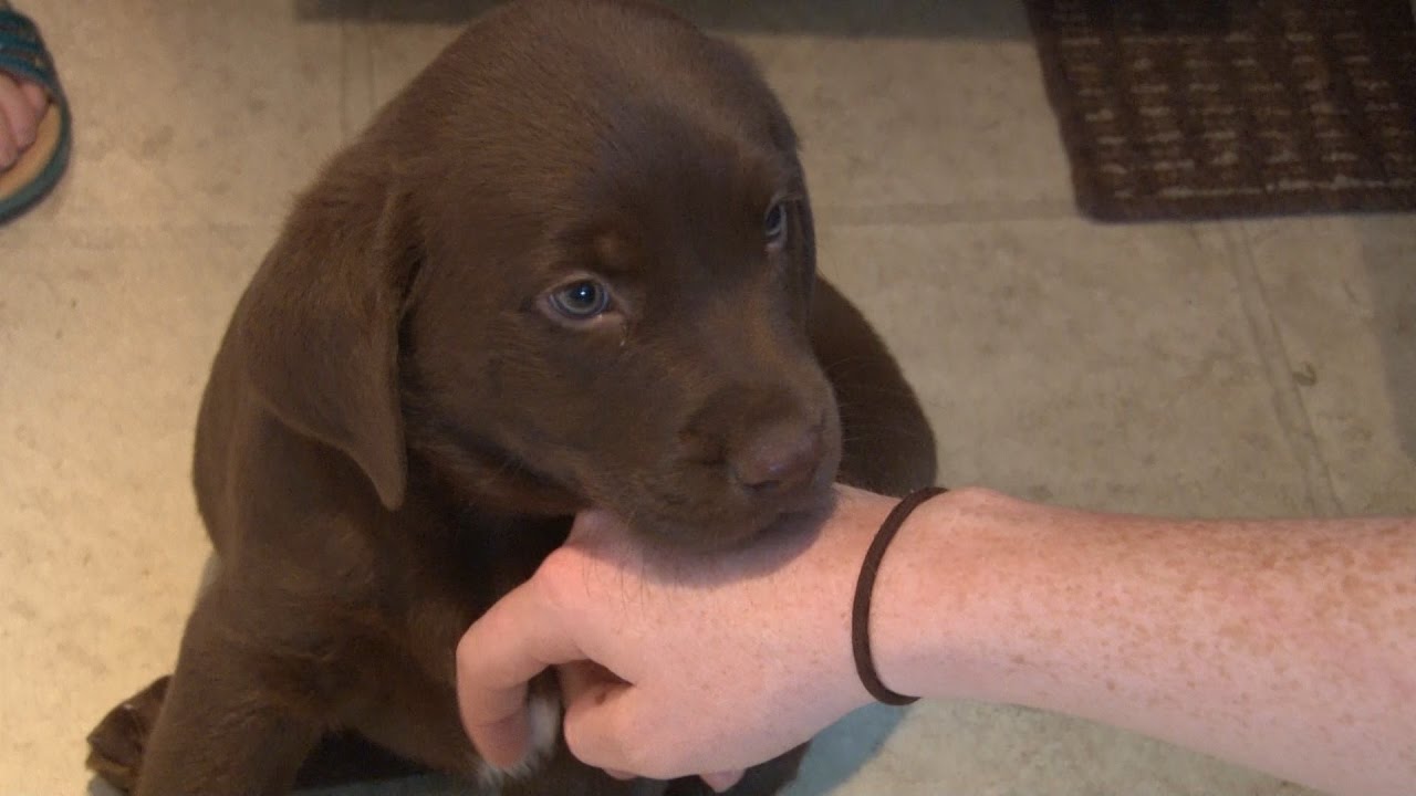 Diabetic Alert Dogs - YouTube