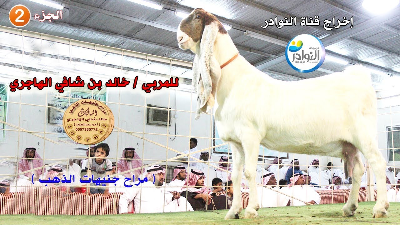 البيعة الخاصة للمالك/خالد بن شافي الهاجري(( صاحب مراح جنيهات الذهب)) 2