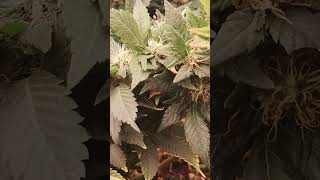 Nannis Buds Are Building 4 Weeks After The Glitch