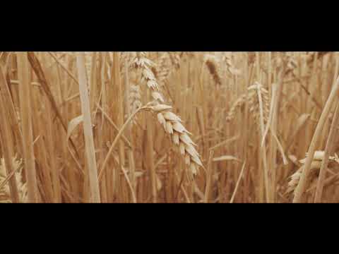 ხორბლისა  და ქერის თესვის დროა!