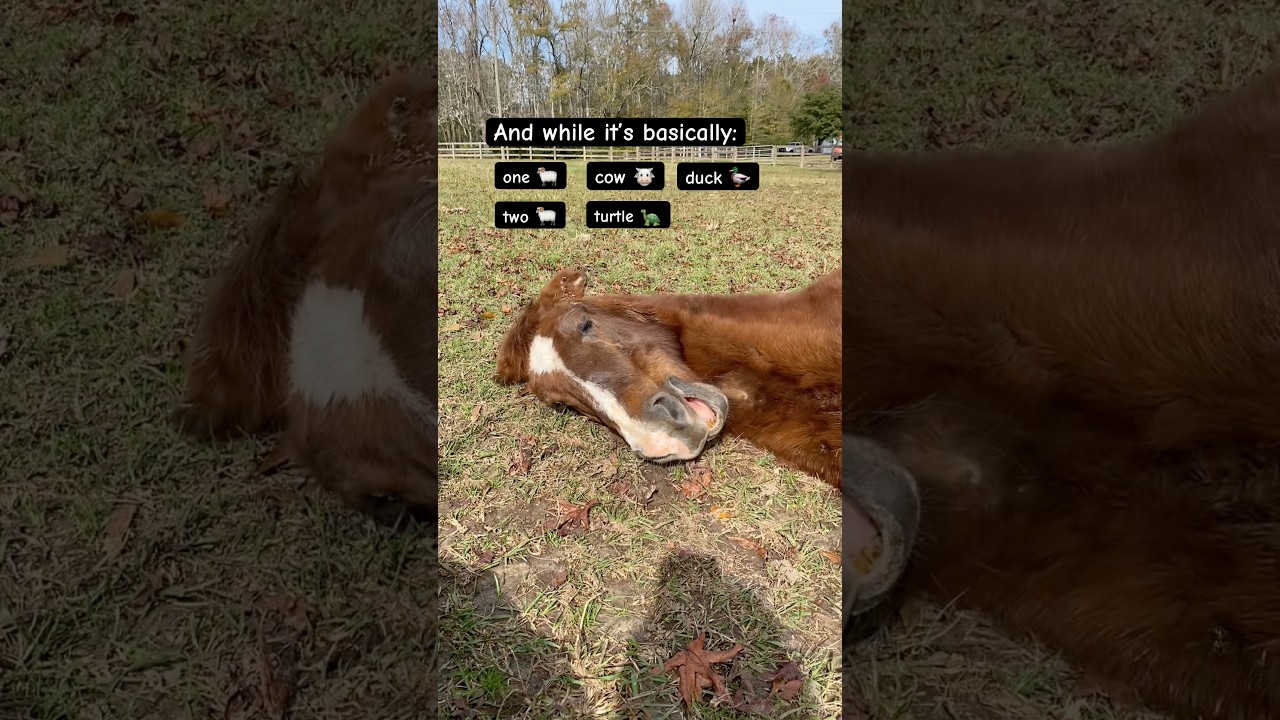 Маленькая улыбка Скотти каждый раз растапливает мое сердце 