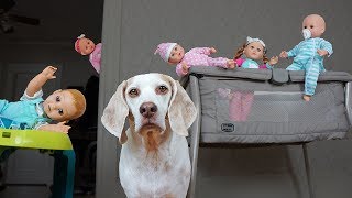 Dog vs Funny Babies Daycare Disaster! Funny Dog Maymo