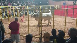 Bullfight in Chapada Diamantina, Bahia, fierce bull in the arena! ✔️💪🏻 screenshot 5