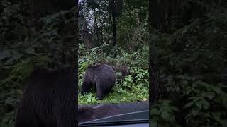 Car Passengers Feeding Bears on Transfagarasan Road