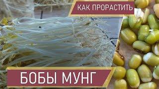 Как прорастить маш Как прорастить мунг