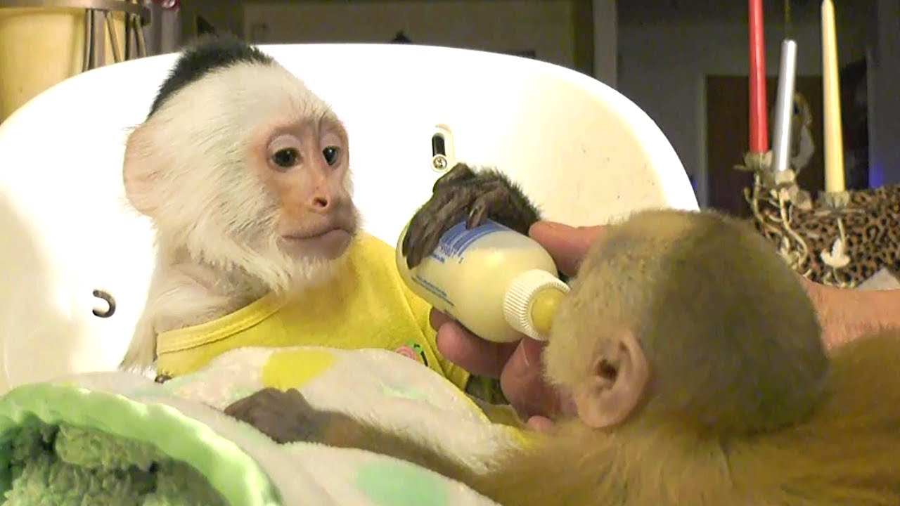 Pet Monkey Eats Dinner then HELPS Feed BABY MONKEY Sister!  (ADORABLE!)