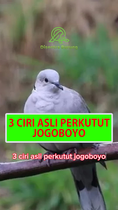 3 Ciri Asli Perkutut Jogo Boyo #shorts #katuranggan #jogoboyo #perkututjogoboyo #burungperkutut
