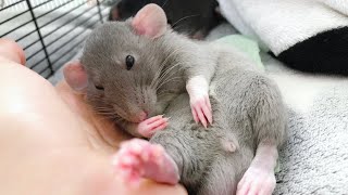 Где можно купить крыс? 🐀