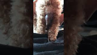 Cận cảnh chó poodle sinh con by Biên Le 101 views 2 years ago 9 minutes, 30 seconds