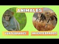 “Animales! 🐶🦋 Vertebrados e Invertebrados para Niños”