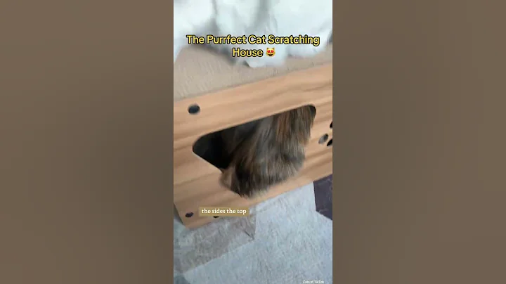 Video 3533081: maine coon cat dancing, games cats mating, cat house, best cat