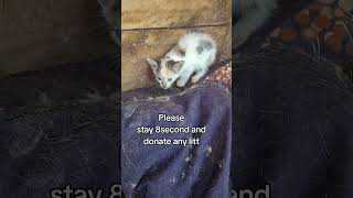 Every life saved is a testament of the power of kindness and compassion to our cats #savecats #help