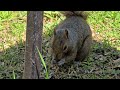 SquirreloVision! Stitch/crow face-off. squirrel loving sunflower seeds, blue jay in the trees.
