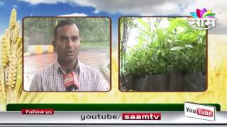 Dr.Sanjay Patil on Jambul (Java plum) cultivation