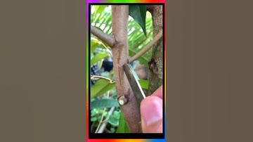 Ghép cây 100% sống| Ghép cải tạo sầu riêng gốc to #ghepcay ￼#81farm @tien81farm #shorts