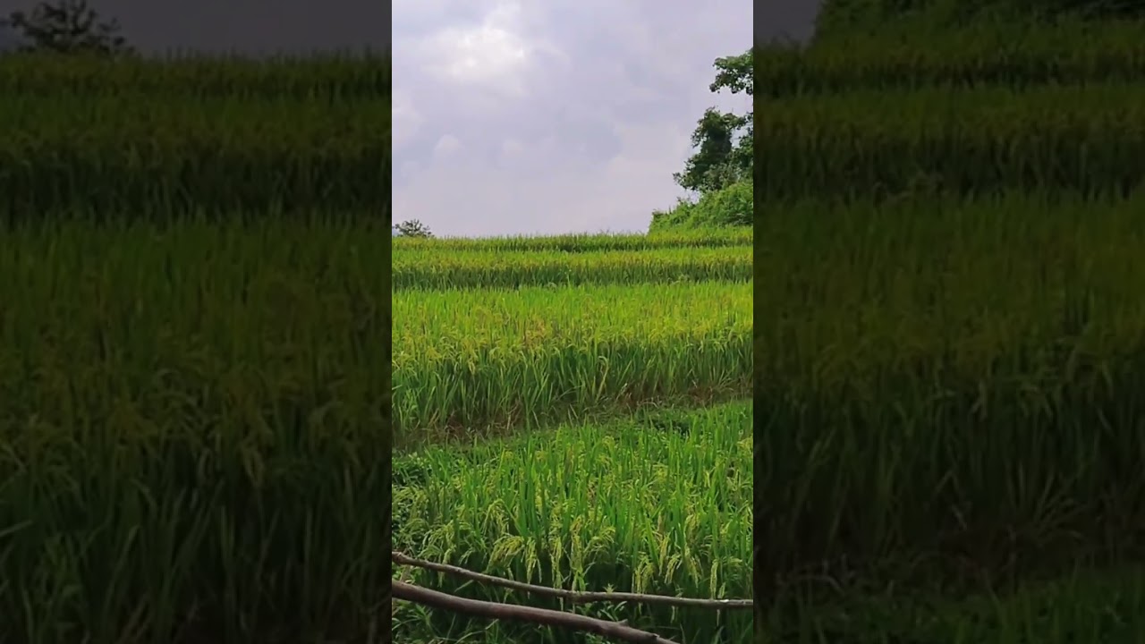 Ruộng Lúa Vụ Xuân #shorts | Qua Miền Tây Bắc