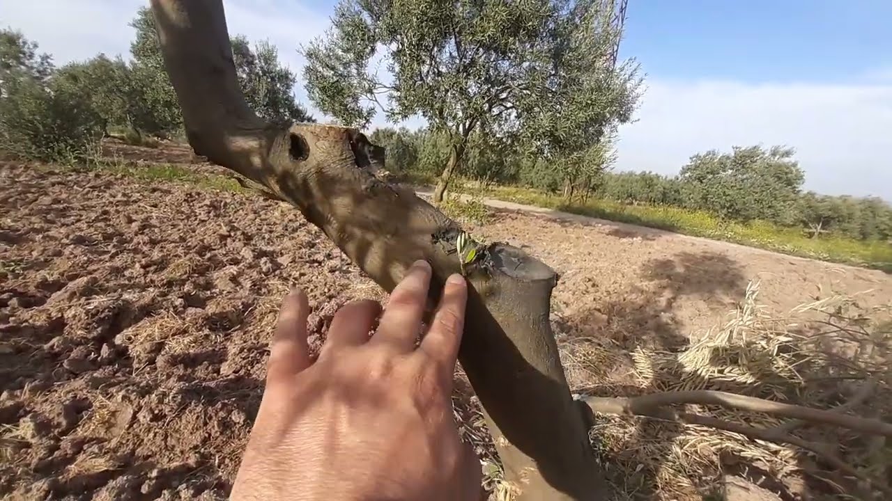 ZEYTİN BUDAMA HATASI VE FARE ZARARI // zeytin yetiştiriciliği tarım vlog