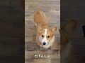 「散歩行く？」と聞かれてすごく悩むコーギー犬