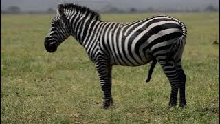 Mating seasons for Zebras in Amboseli