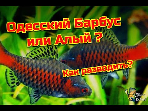 Барбус алый (Одесский барбус) : Размножение | Scarlet Barb | Barbus ticto (Odessa Barb) : Breeding