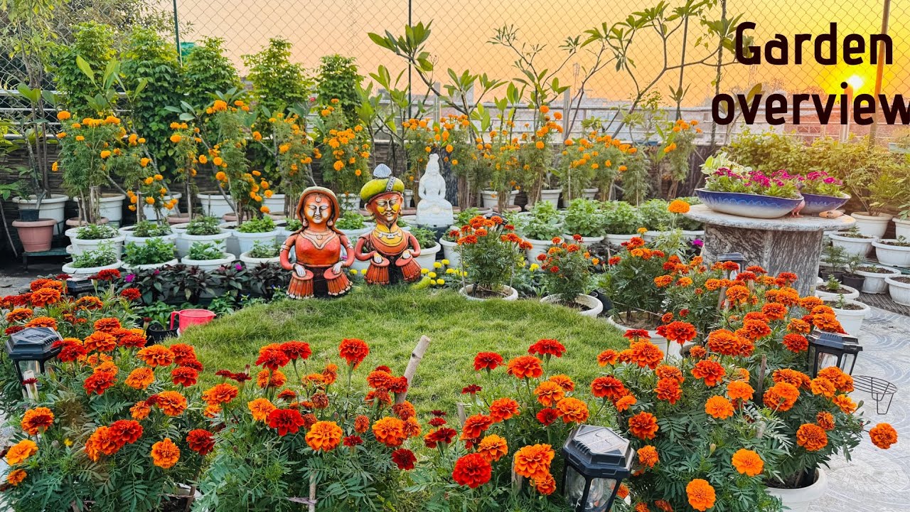 Sunday garden update or overview with some important tips ||garden overview 