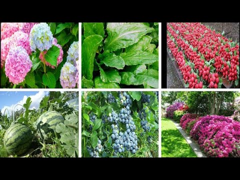 ☝👩🏻‍🌾🌱КАКИЕ РАСТЕНИЯ НЕЛЬЗЯ ПОДКАРМЛИВАТЬ ДРЕВЕСНОЙ ЗОЛОЙ