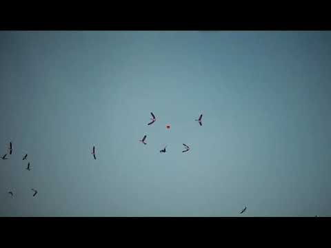 Goose hunting