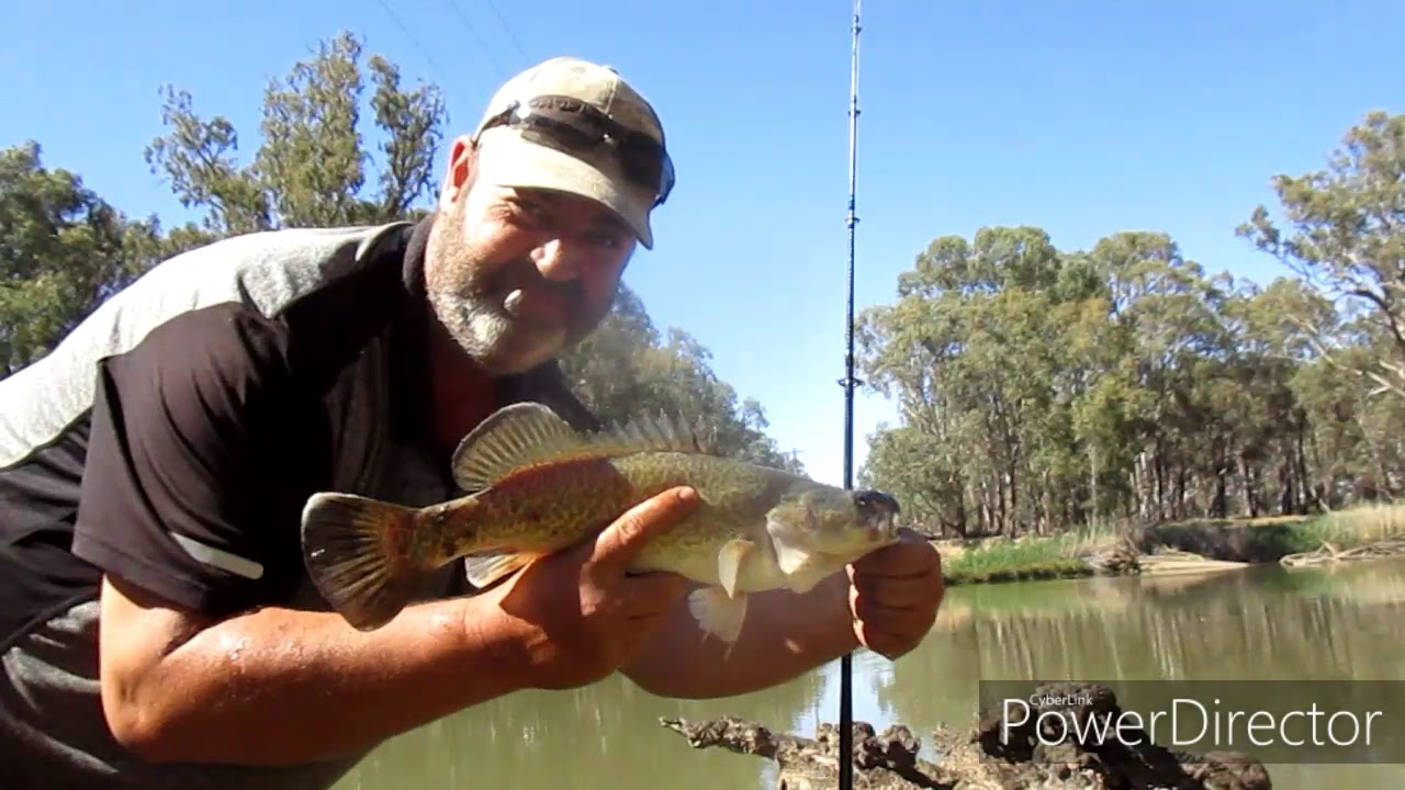 Bait fishing for Murray Cod 8.12.2019 YouTube