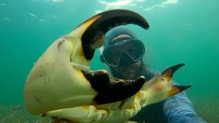 Catching Stone Crab By Hand | Foraging In Paradise