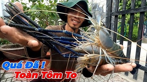 Chài Tôm Càng Xanh Trúng Toàn Tôm Bự | Gia Đình Cần Giờ .195 |