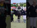 POV: YOU JUST SAW A REAL PEGASUS 🐎✨ #shortvideo