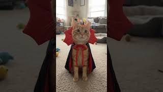 Before You Buy a Pet Halloween Costume, Watch This