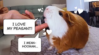 7 Guinea Pig Tips | How to Bond with Your Guinea Pig