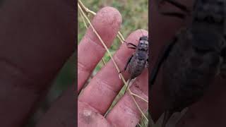 Встретил краснокнижное насекомое 🦗     #metaldetecting #находкисметаллоискателем #насекомые