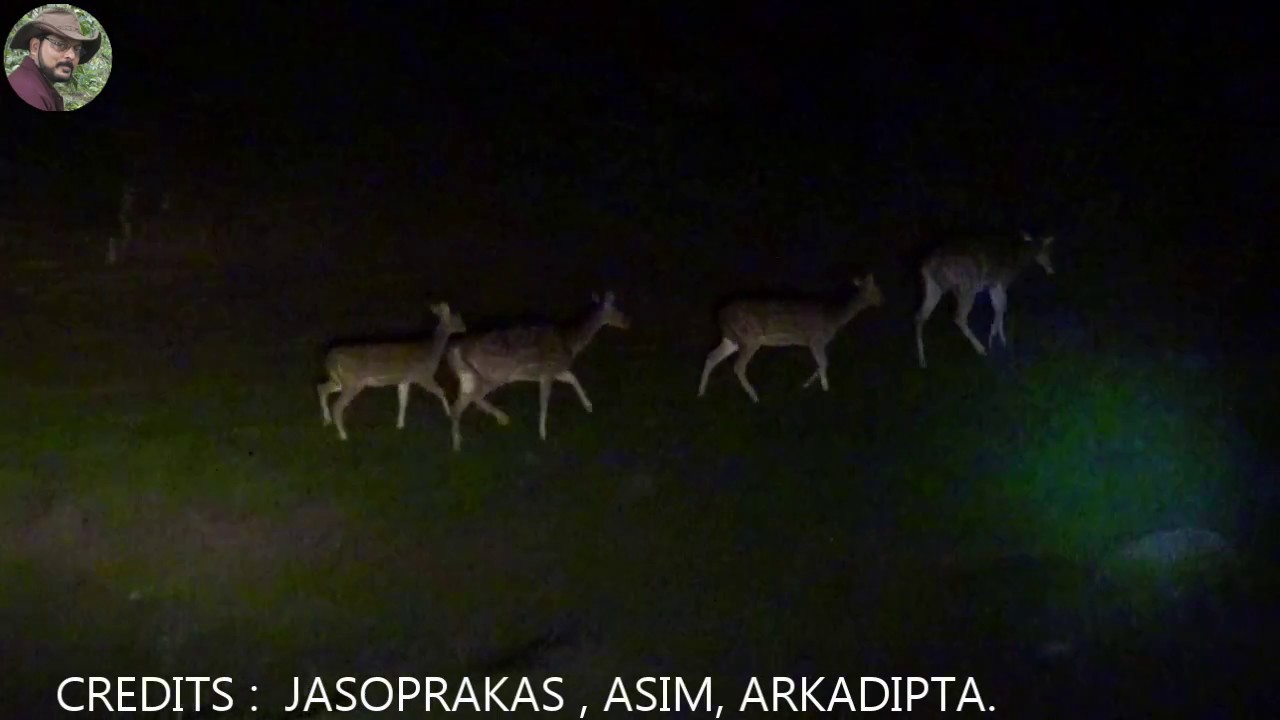 Spotted Deer At Night. YouTube